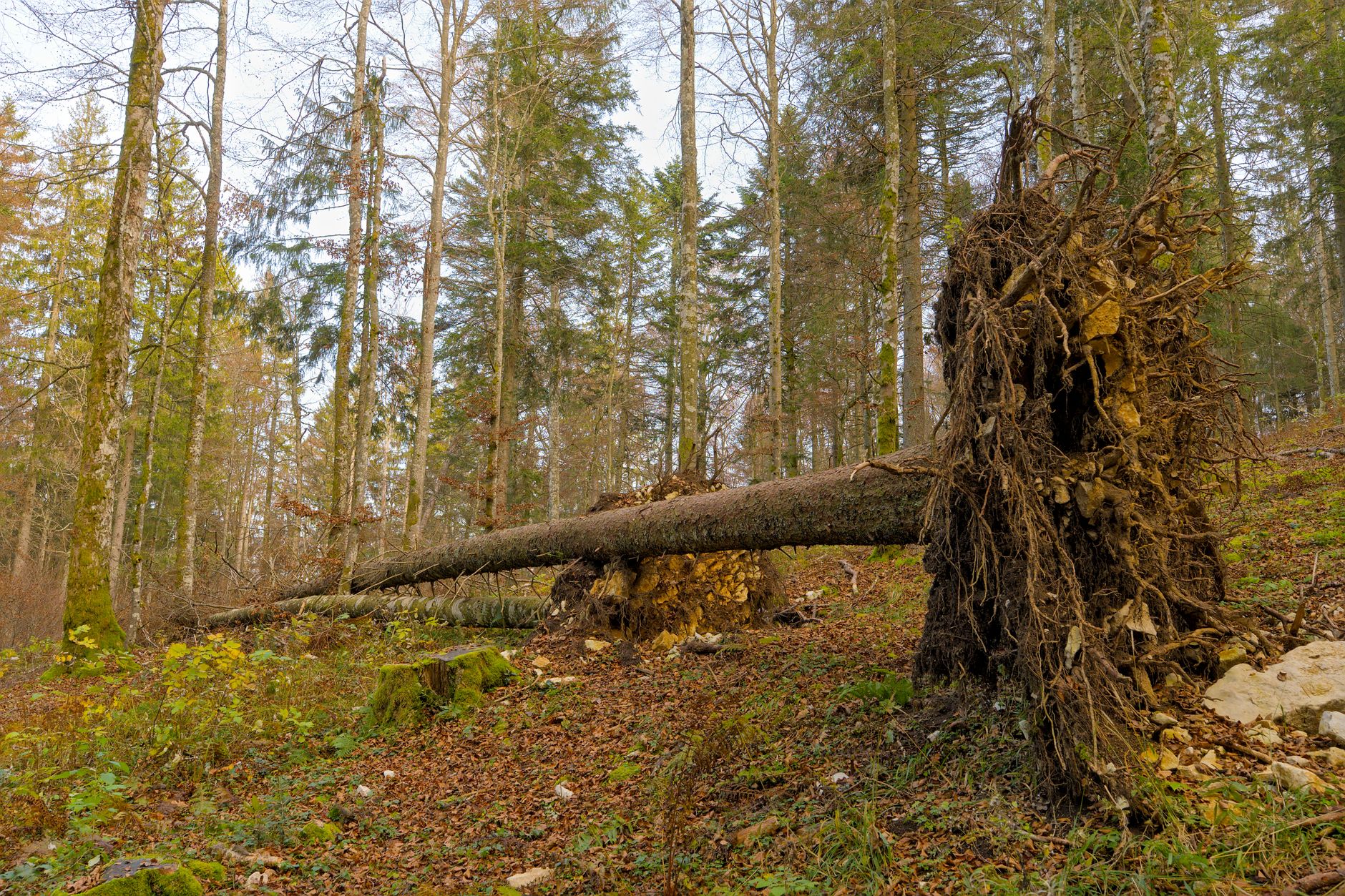 Enlèvement arbre urgence à Roanne